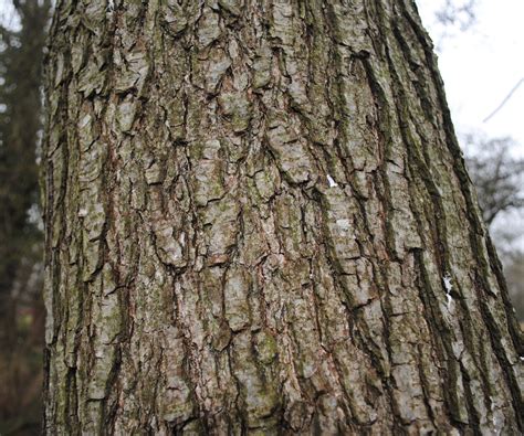 Alnus glutinosa, Common Alder