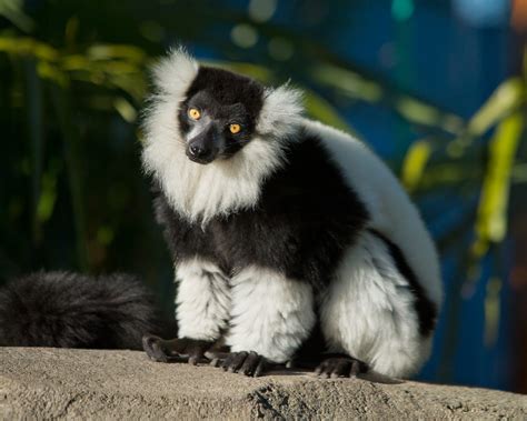 Animal Enrichment | The Zoo Society