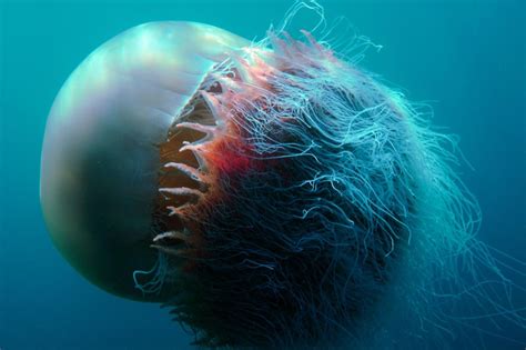 lions mane jellyfishes are cools | Tipos de medusas, Medusa