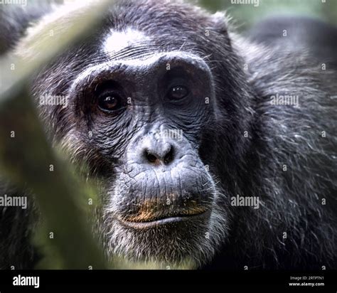 Chimpanzee Face Close-up Stock Photo - Alamy