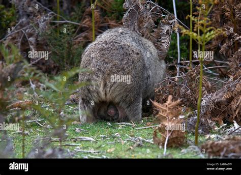 Wombat Baby In Pouch