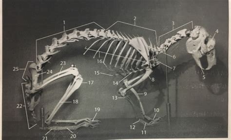 rabbit skeleton Diagram | Quizlet