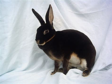 Black Otter Rex Rabbit, Otters, Rabbits, Bunnies, Willow, Klein, Honey ...