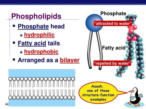 PPT - The Cell Membrane PowerPoint Presentation, free download - ID:5182578