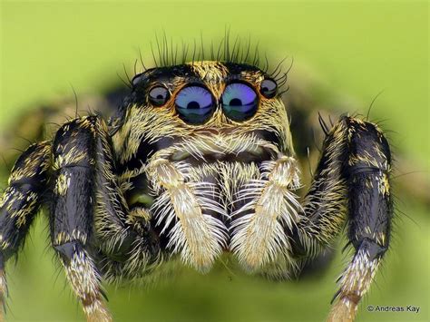 Jumping spider, Phiale guttata? Salticidae | Jumping spider, Macro photography insects ...