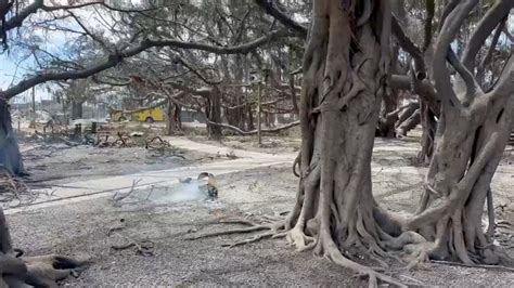 Maui wildfire burns 150-year-old banyan tree, threatening survival ...