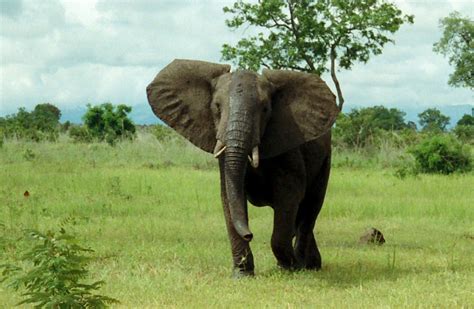 World Elephant Day 2020: Elephants as Ecosystem Engineers