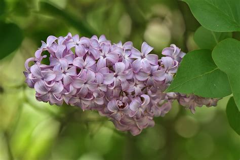 How to Grow Lilacs | Garden Guides