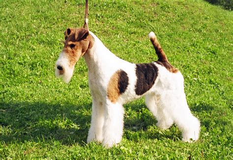 Wire Fox Terrier - Pictures, Information, Temperament, Characteristics, Rescue | Animals Breeds