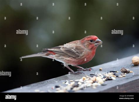 House Finch male Stock Photo - Alamy