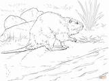 American Beaver coloring page  Free Printable Coloring Pages sketch template