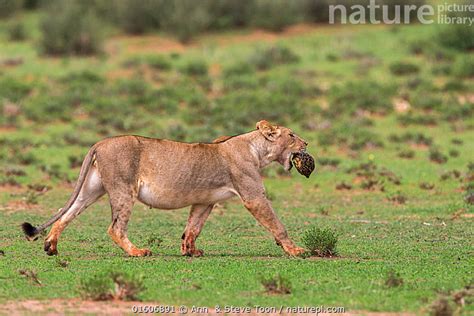 Stock photo of Pregnant Lioness (Panthera leo) carrying leopard tortoise (Stigmochelys ...