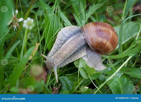 Helix pomatia stock photo. Image of season, closeup, tentacles - 32050192