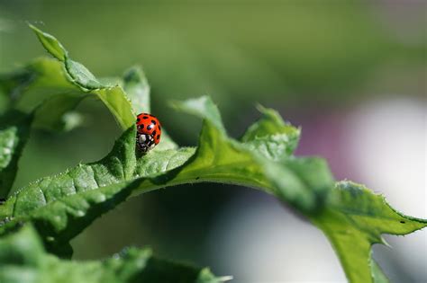 Ladybug on leaf macro shot photography HD wallpaper | Wallpaper Flare