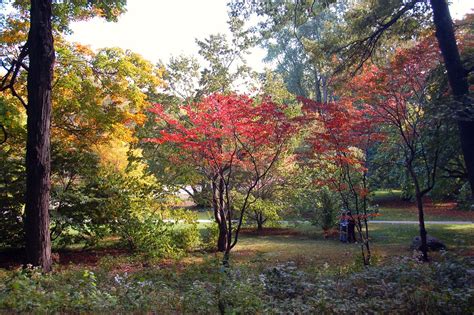 Arnold Arboretum: Reddening fall foliage | The Arboretum has… | Flickr