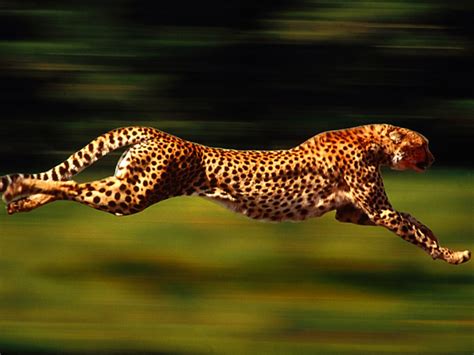 Cheetah Running Wallpapers, Running Cheetah - My Style