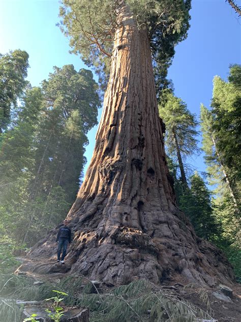 5th largest tree in the world, “Stag”. CA : r/pics