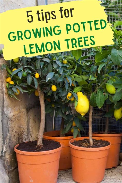 5 Tips For Growing Potted Lemons On Plant A Lemon Tree Day (May 21st)