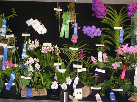 Show Member Resources — Illinois Orchid Society