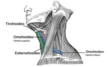 Músculos infrahioideos (inserciones, acciones)