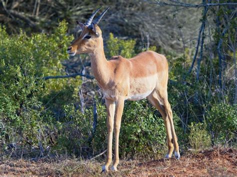 Oribi Antelope Standing, Alert, Near a Sweet Thorn Bush in the Western ...