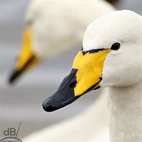 Whooper swan (Cygnus cygnus) – Imaging Storm