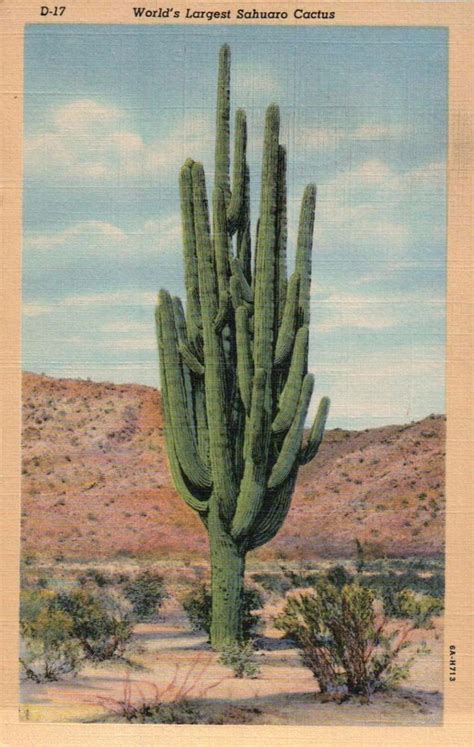 World's Largest Sahuaro Cactus, Arizona Desert AZ --- Old Vintage Linen ...