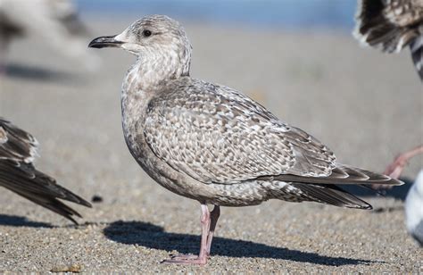 Iceland Gull | Audubon Field Guide