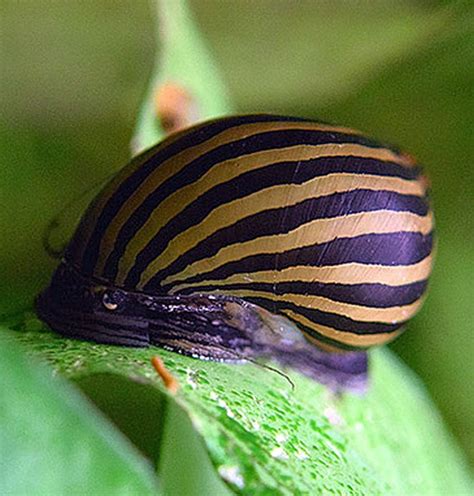 Nerite Snails (Neritina natalensis) | Tropical Fish Keeping