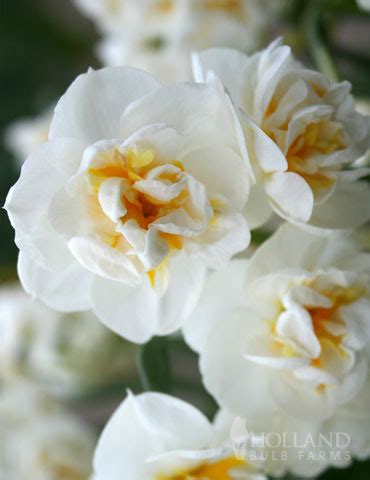 Holland Bulb Farms- Bridal Crown Daffodil Fall Bulbs, Spring Bulbs ...