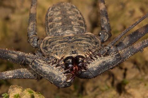 Real Monstrosities: Tailless Whip Scorpion