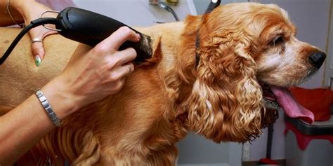 How To Groom A Cocker Spaniel At Home: How To Guide - Fidose of Reality