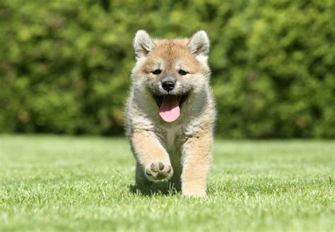 Shiba Inu Price in India, Appearance and Temperament