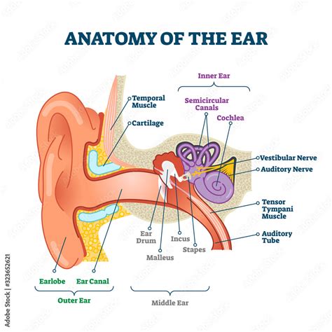 Anatomy of the ear, labeled health care vector illustration diagram ...