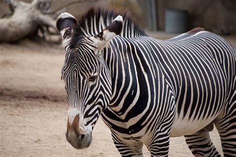 The Zebra | Lovely Animal All Interesting Facts | Animals Lover