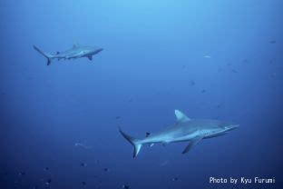 Madang Diving - Best of Papua New Guinea