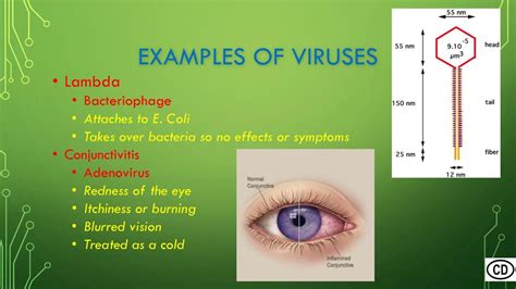 Virus structure, classification, and cycles of infection - ppt download