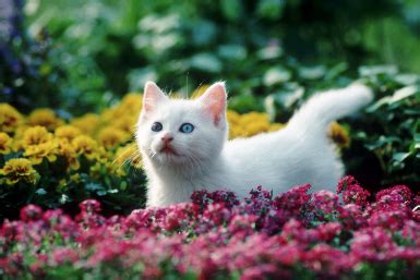 Botanical Names for Cats: An Intriguing Exploration - namingcat