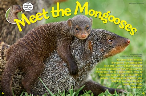 Meet the Mongooses - NWF | Ranger Rick