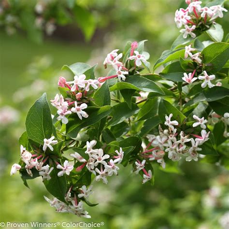 Growing Abelia – How to Plant and Care for Glossy Abelia Plants | Garden Design