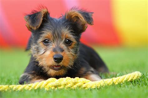 Australian Terrier Puppies Archives - Doglers