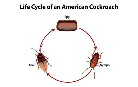 The Life Of A Cockroach – Stages And Prevention - Pride Pest Service