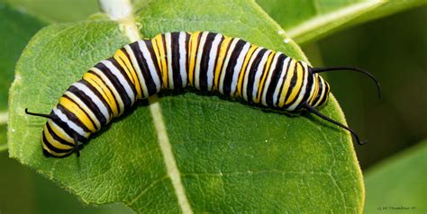 Monarch Caterpillar up close by natureguy on DeviantArt