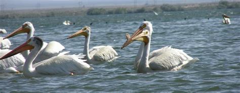 Balancing fish and pelican conservation | Idaho Fish and Game