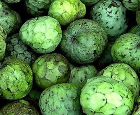 10 Soursop Seeds 2022 Seeds - Etsy