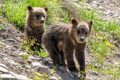 Grizzly Bear Cubs, Digital Download, Wildlife, Nature, Cute Animals, - Etsy