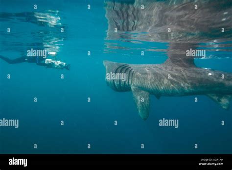 basking shark feeding in the UK Stock Photo - Alamy