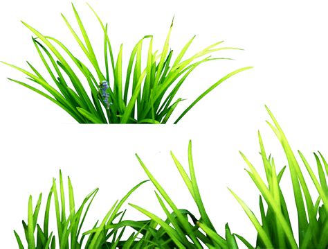 grass png image, green grass PNG picture