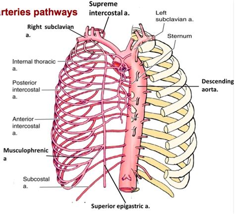 Print Module 3: the thorax flashcards | Easy Notecards