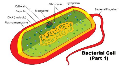 Structure of a Bacterial Cell (Part 1) - YouTube